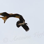 Red Kite and Hooded Crow