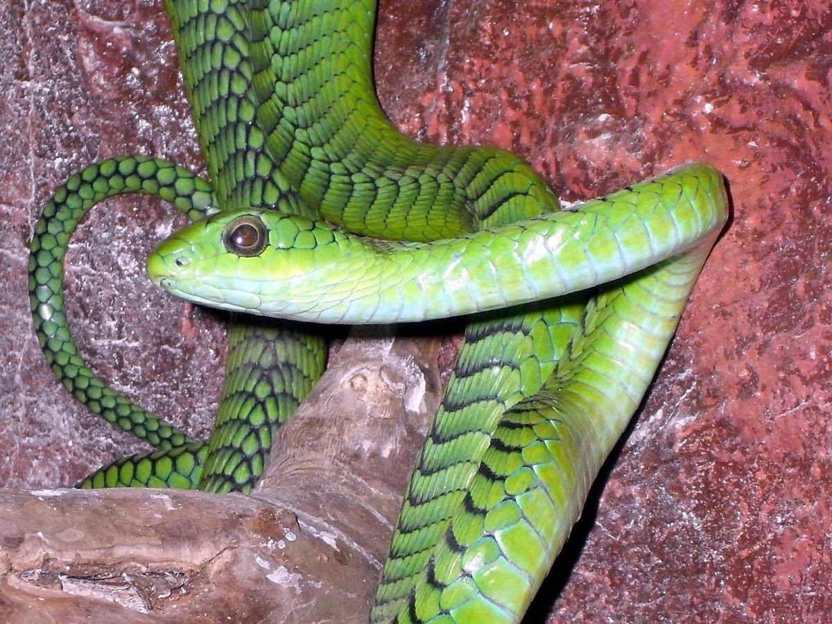 African Tree Snake (Male)