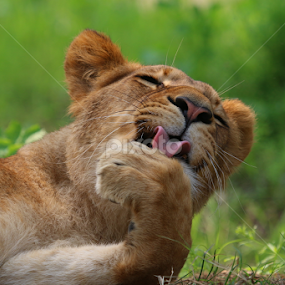 by Israr Shah - Animals Lions, Tigers & Big Cats