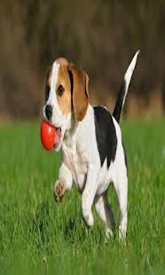 How to mod Dog Puzzle Games 1.0 mod apk for pc