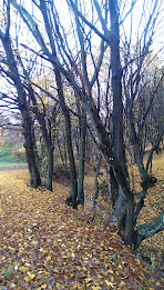 European Autumn Wallpaper poster 2