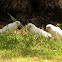 Little Corella