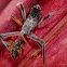 Wheel Bug