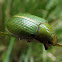 Eucalyptus chafer beetle