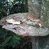 Bracket Fungus