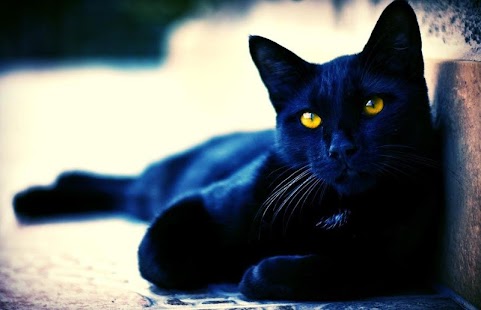 Cat Live Wallpaper Screenshots 6