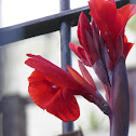 Canna lily