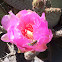 Beavertail Cactus