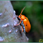 Cucurbit Leaf Beetle