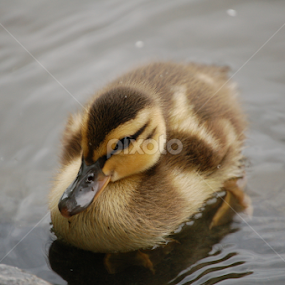 Baby Duck by Debbie Annable Carr - Animals Birds