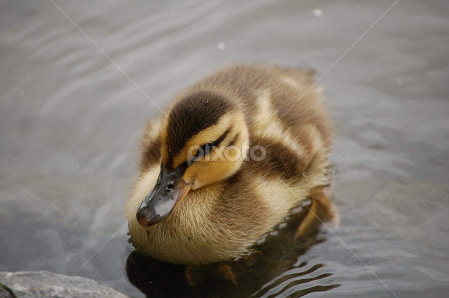 Baby Duck by Debbie Annable Carr - Animals Birds