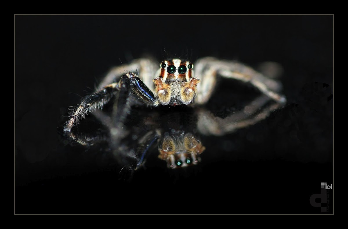 Pantropical Jumping Spider(Male)