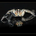 Pantropical Jumping Spider(Male)