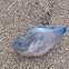 Portugese Man O' War