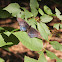 Red-spotted Purple