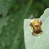 Clavate tortoise beetle