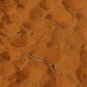 Inland taipan/Fierce snake (Juvenile)