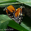 Tiger longwing butterflies (mating)