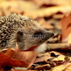 by Cyprien Conier - Animals Other Mammals