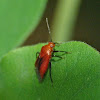 Plant bug