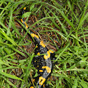 fire salamander