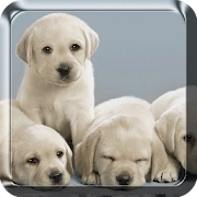 Puppies Live Wallpaper  Icon