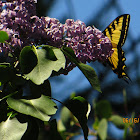 Western Tiger Swallowtail