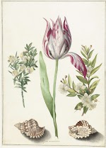 Tulp, twee takken mirte en twee schelpen. Maria Sibylla Merian, ca. 1660-1700