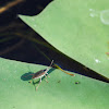 Aquatic Leaf Beetle