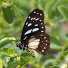 Veined Swallowtail