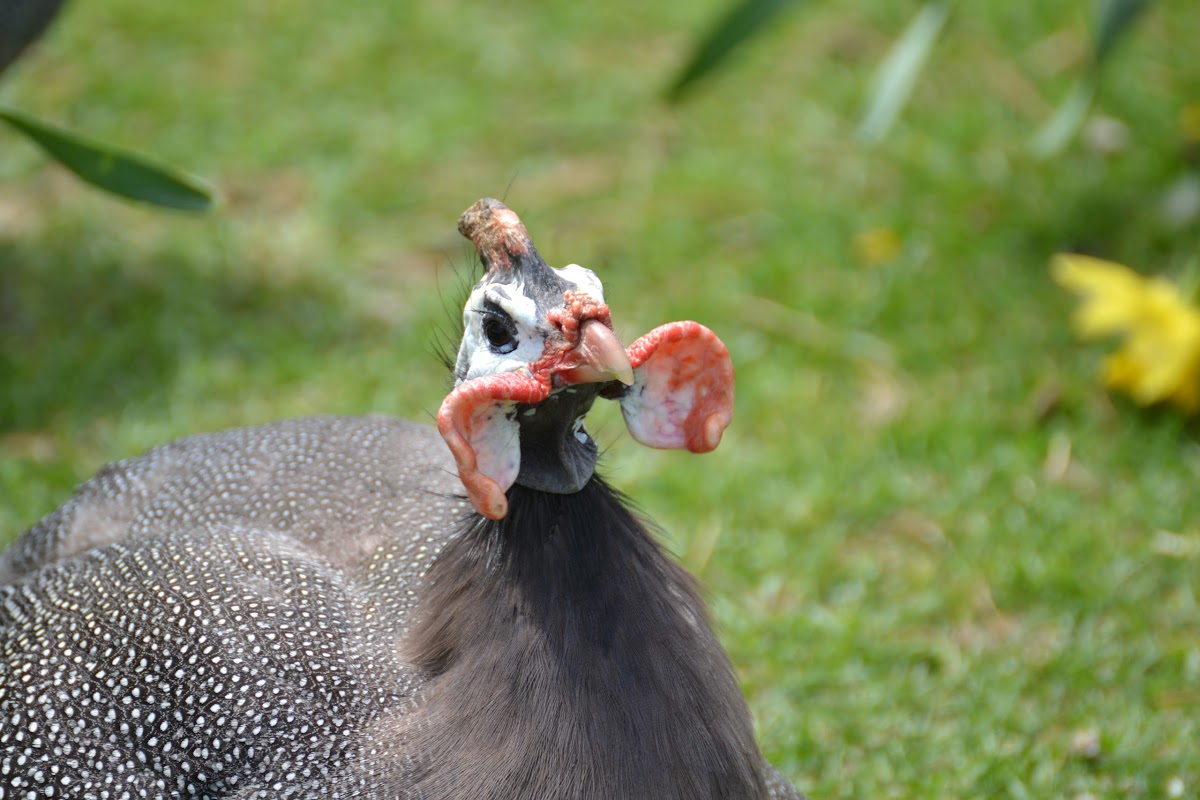 Helmeted Guineafowl