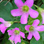 Pink woodsorrel