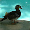 Mandarin Duck (Male)