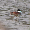 Ruddy Duck