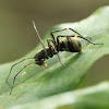 Ant-mimicking Sac Spider