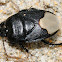 Burrowing Bug; Chinche Cavadora Negra