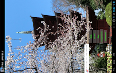 千葉県 法華経寺と桜(JP040)のおすすめ画像1