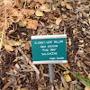 Blanket-leaf Willow
