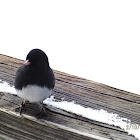 Dark-eyed Junco