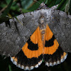Magdalen Underwing Moth