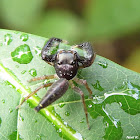 Bavia Spider