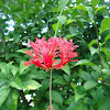 Japanese Lantern, Coral Hibiscus, Fringed Rosemallow