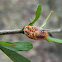 Scale bug impaled on thorn