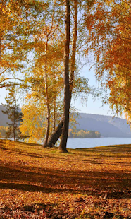 Autumn Wallpaper(圖5)-速報App