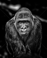In Your Face by Ron Meyers - Black & White Animals