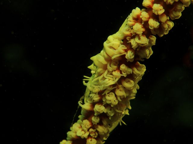 Zanzibar whip coral shrimp