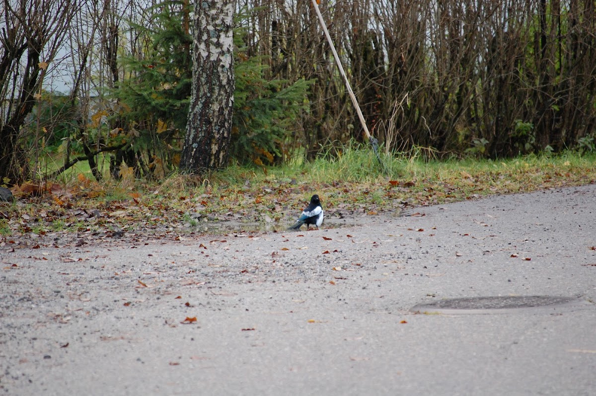 European Magpie