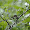 Giant Robber Fly