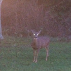 Black-tailed deer