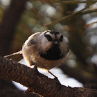 Mountain Chickadee